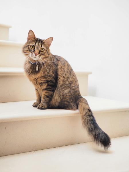 Brown tabby cat on white stairs by Alexander London